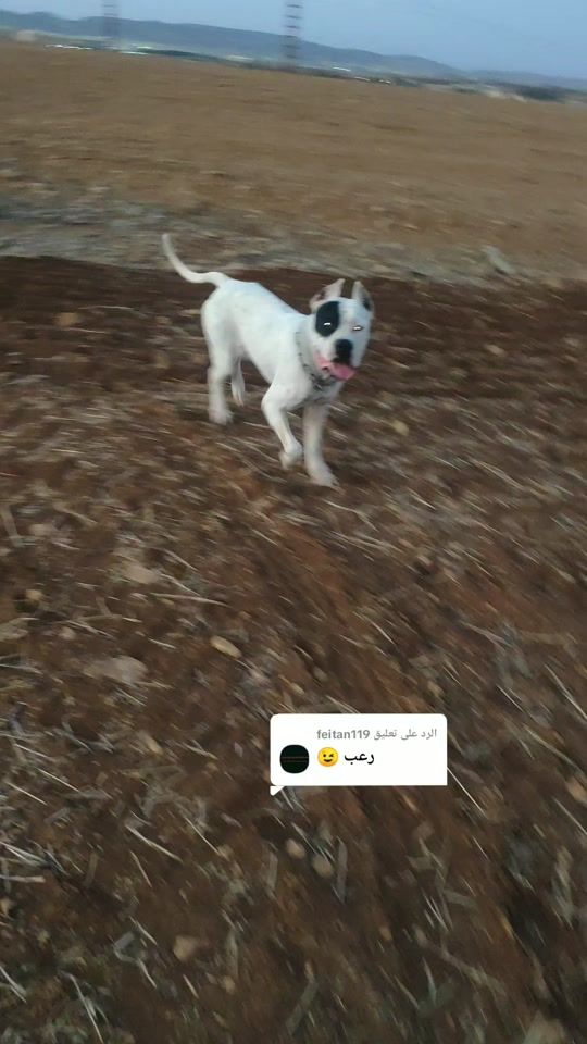 TikTok video thumbnail by midou_roy_14