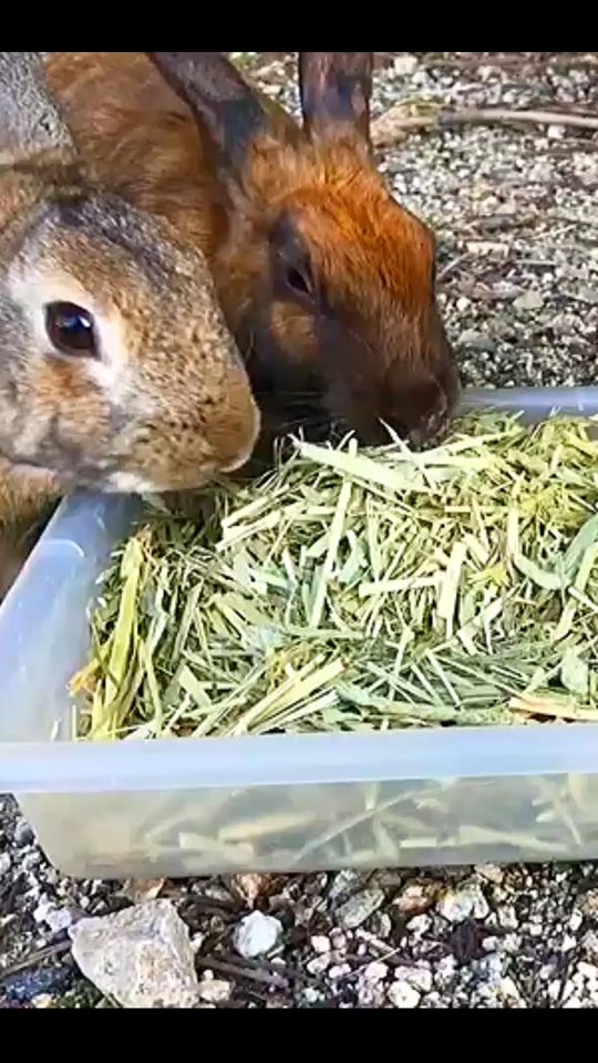 TikTok video thumbnail by wild_animals_2024