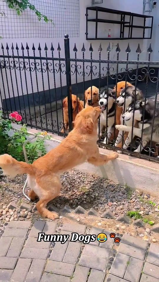 TikTok video thumbnail by funnyanimalsfya