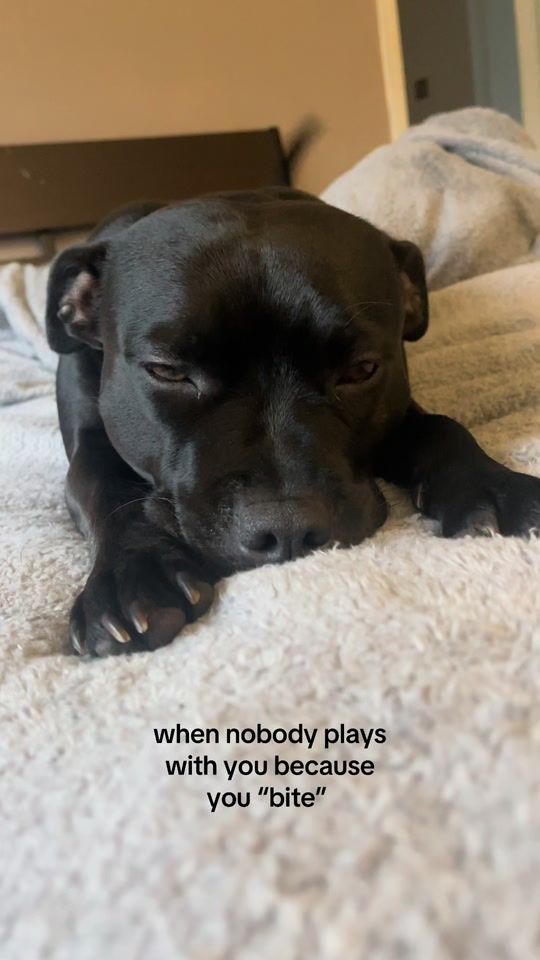 TikTok video thumbnail by lola.thestaffy