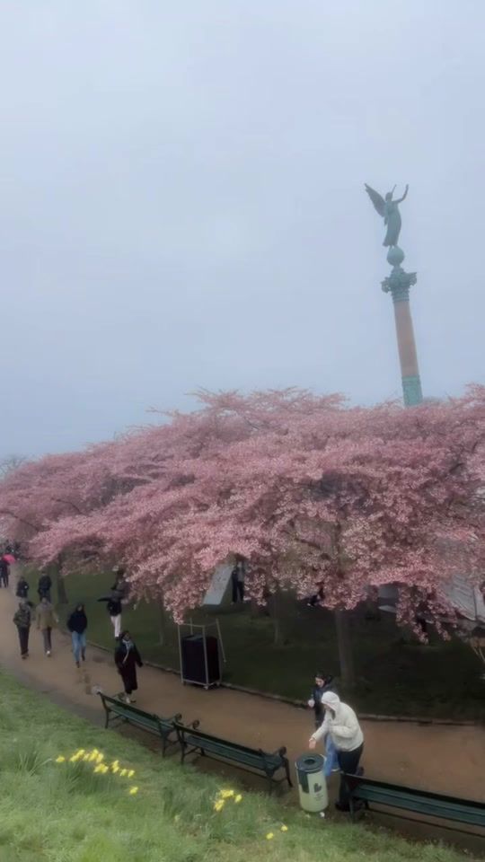 TikTok video thumbnail by shemoo.sh