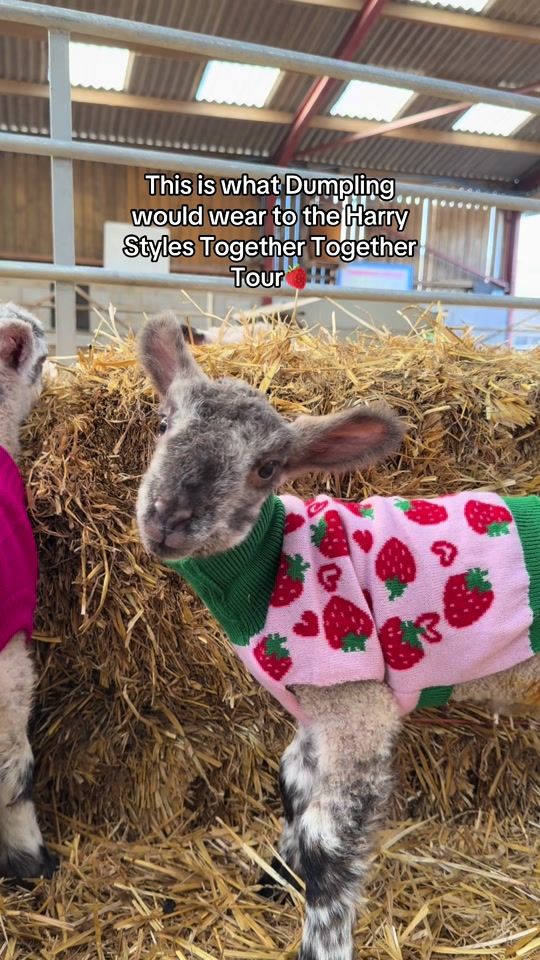 TikTok video thumbnail by meadopenfarm