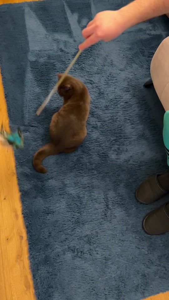 TikTok video thumbnail by bluemochichoco