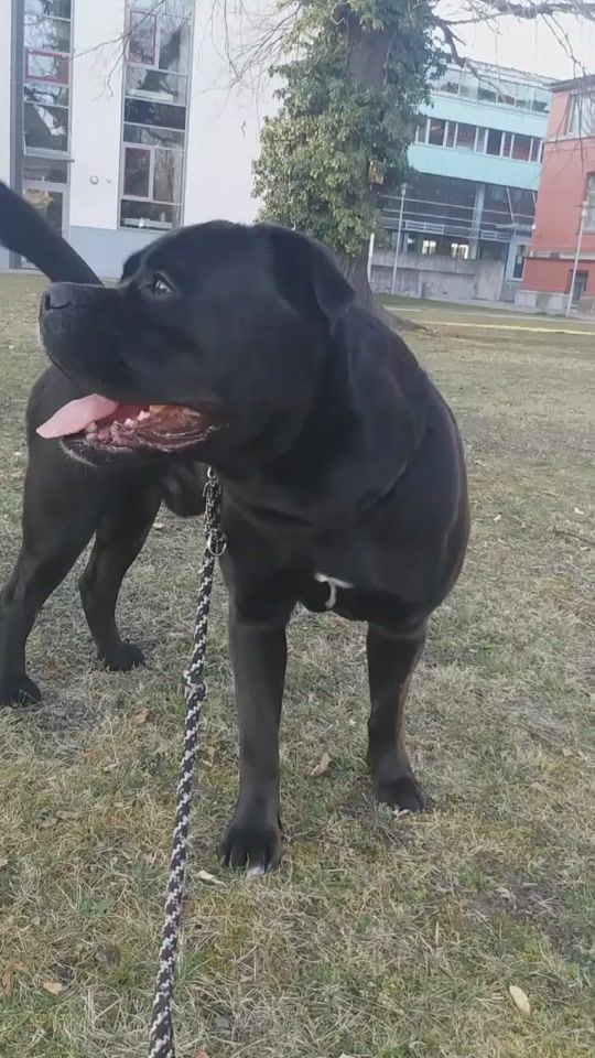 TikTok video thumbnail by beastdna