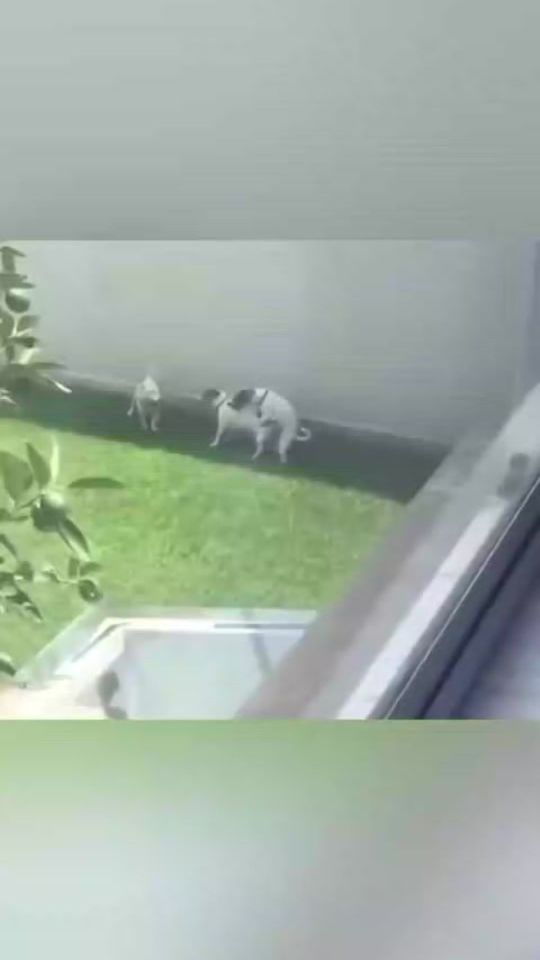 TikTok video thumbnail by animalsinaction4