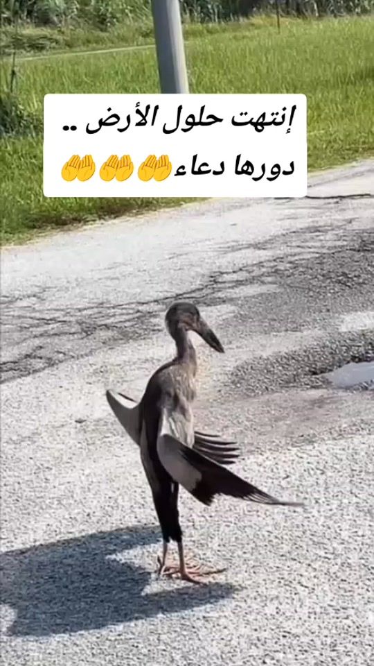 TikTok video thumbnail by voy.flash