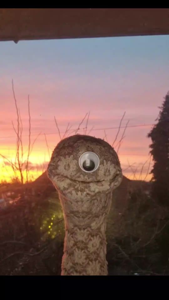 TikTok video thumbnail by figgypuppets