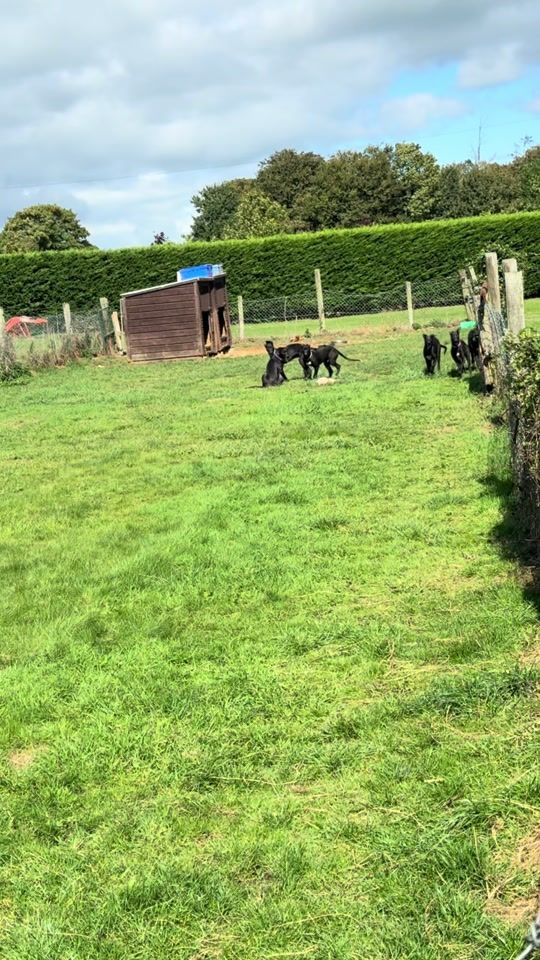 TikTok video thumbnail by riversidekennels