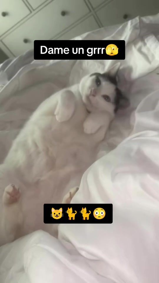 TikTok video thumbnail by lagatrading