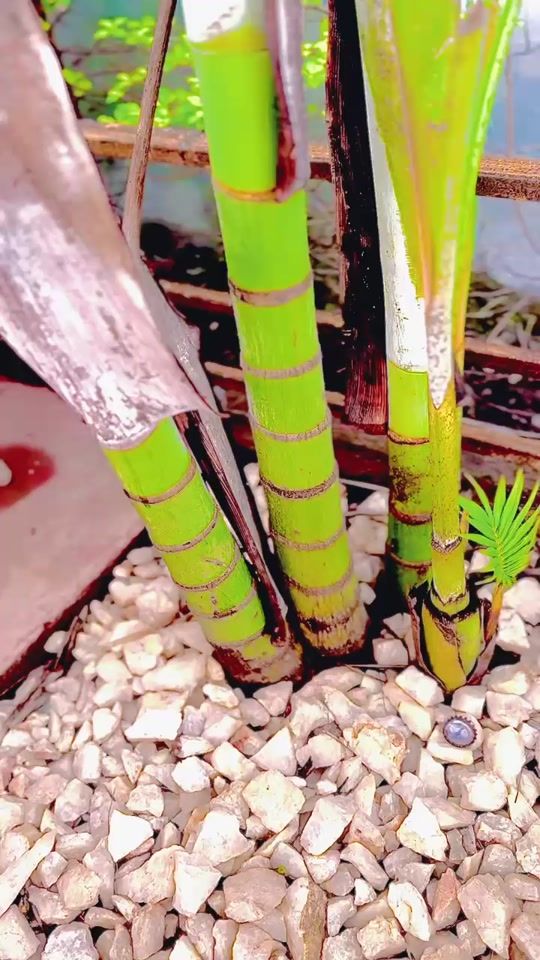 TikTok video thumbnail by mrmola0