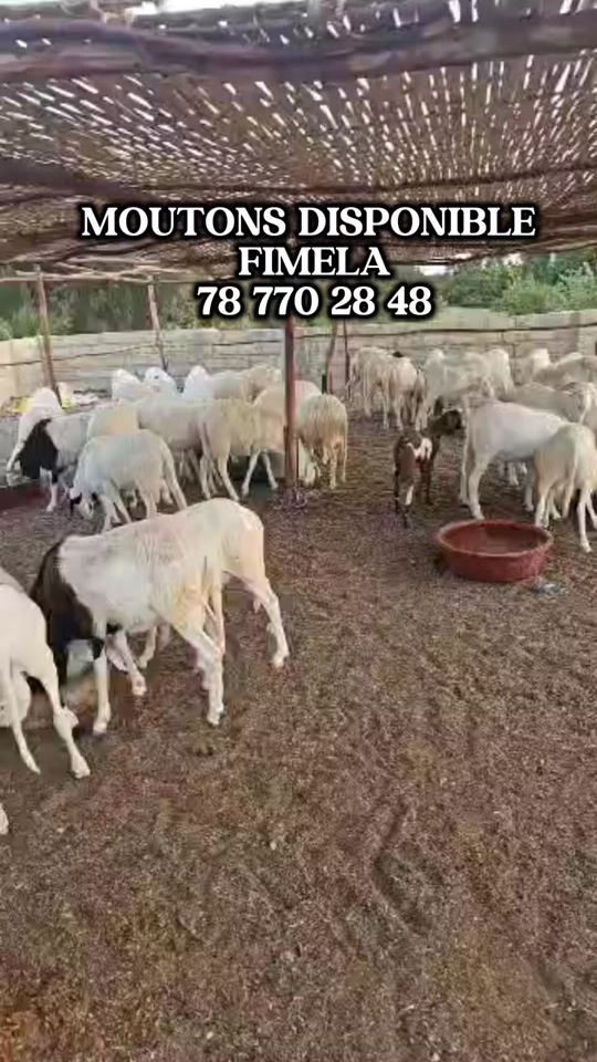 TikTok video thumbnail by l_a_m_y_n_t_v