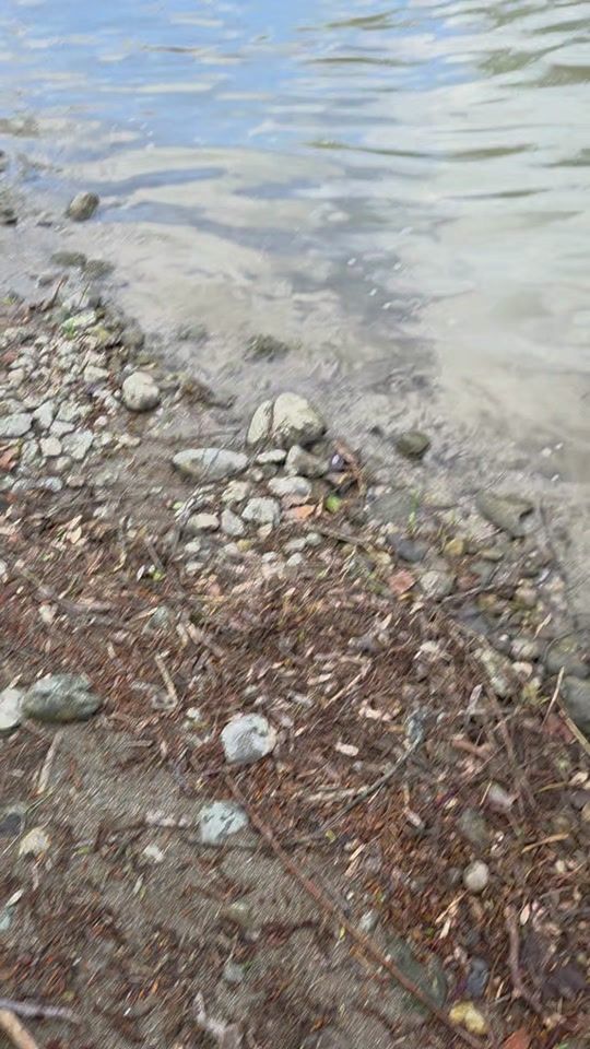 TikTok video thumbnail by lucyblacklabrador