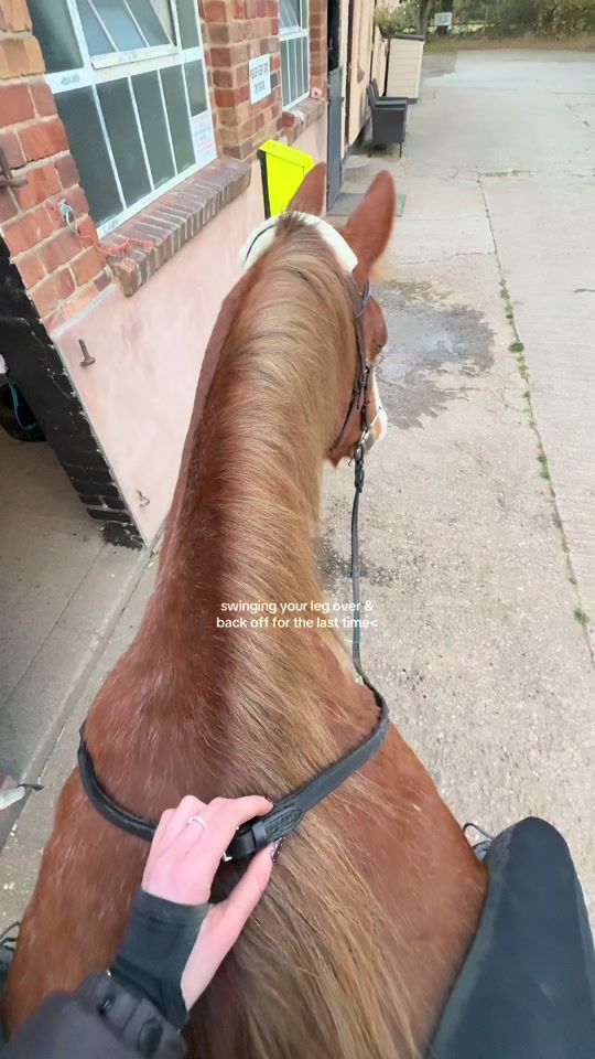 TikTok video thumbnail by equine.elz