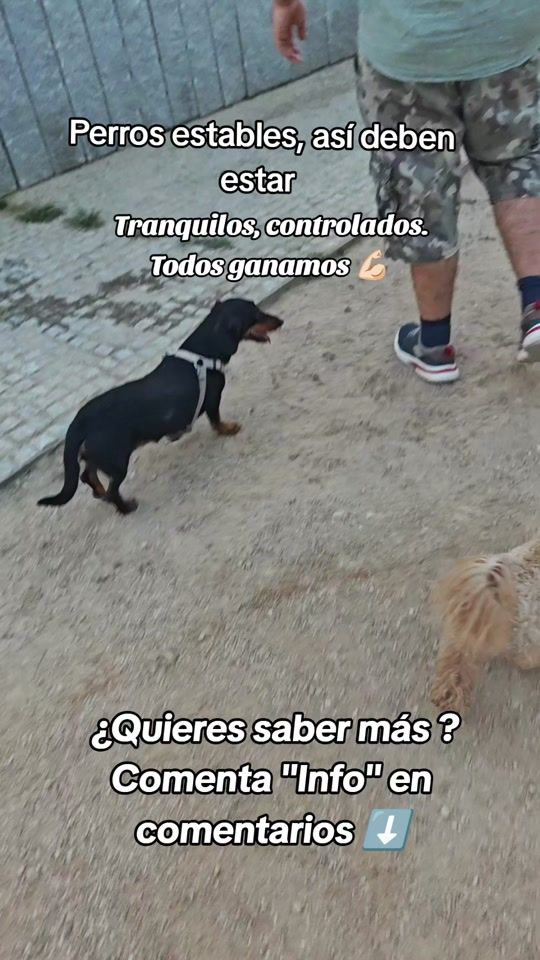 TikTok video thumbnail by lacaniloca