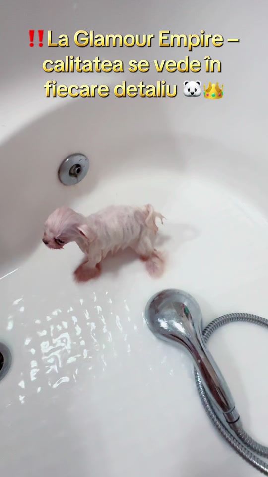 TikTok video thumbnail by pomeranian.glamour