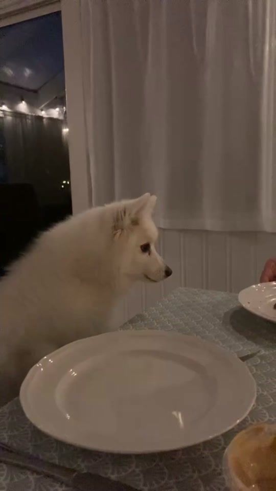 TikTok video thumbnail by alma.trash2