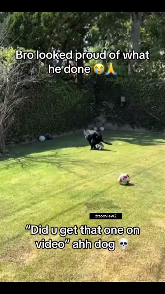 TikTok video thumbnail by zooview2