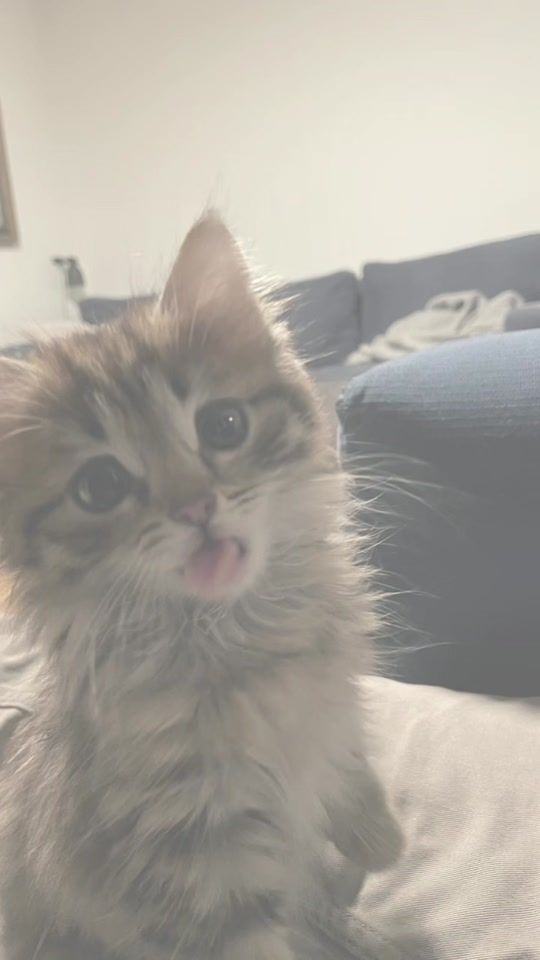 TikTok video thumbnail by lyrics.kittens