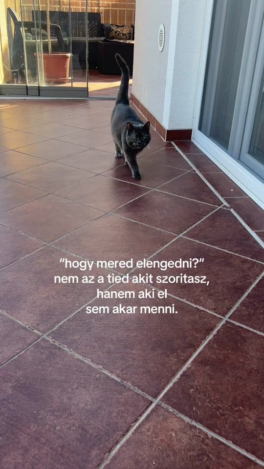 TikTok video thumbnail by mtsz_ibi
