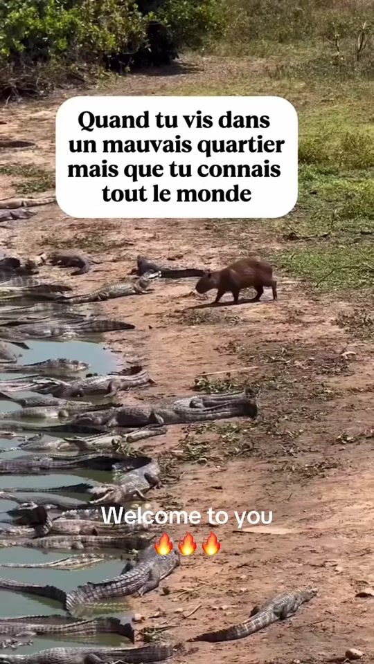 TikTok video thumbnail by bruno_974_mru