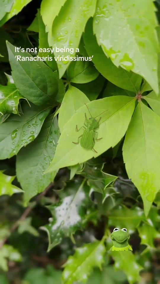 TikTok video thumbnail by arthropodaiconicus