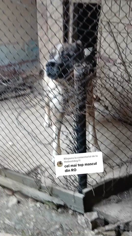 TikTok video thumbnail by pop_cornel3