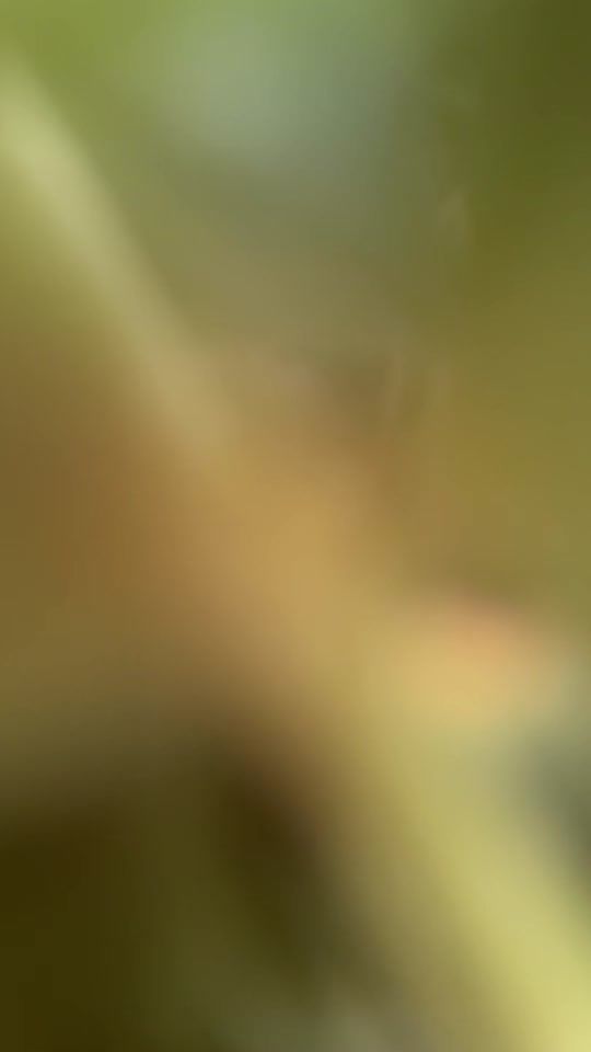 TikTok video thumbnail by ameni360