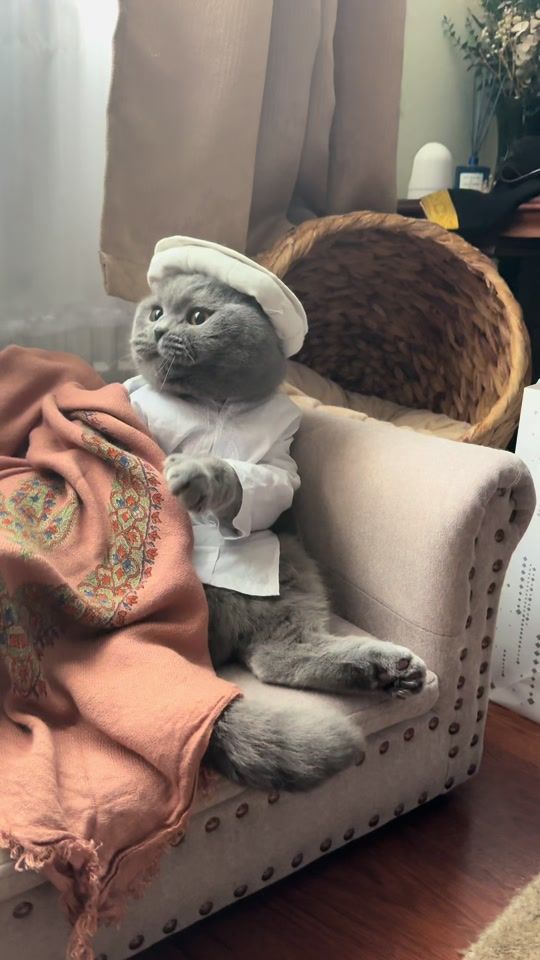 TikTok video thumbnail by scottishfold_mama