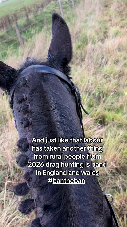 TikTok video thumbnail by equine_cat