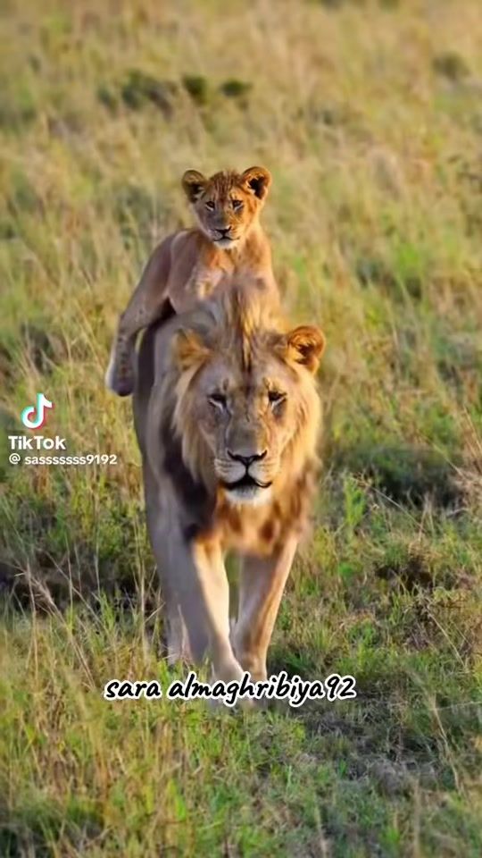 TikTok video thumbnail by rafehsaleh