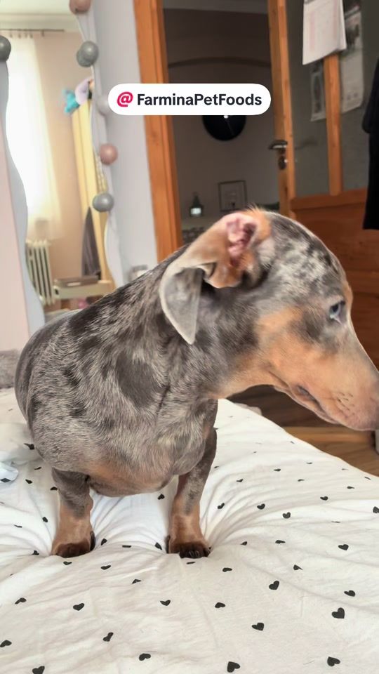 TikTok video thumbnail by mannathedoxie