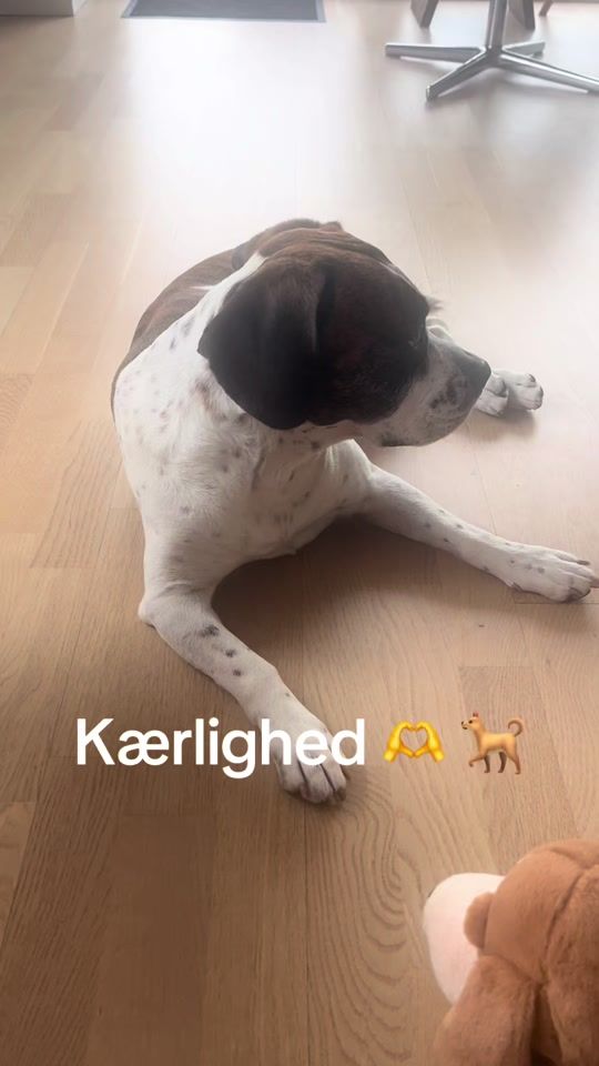 TikTok video thumbnail by lisbethdall66