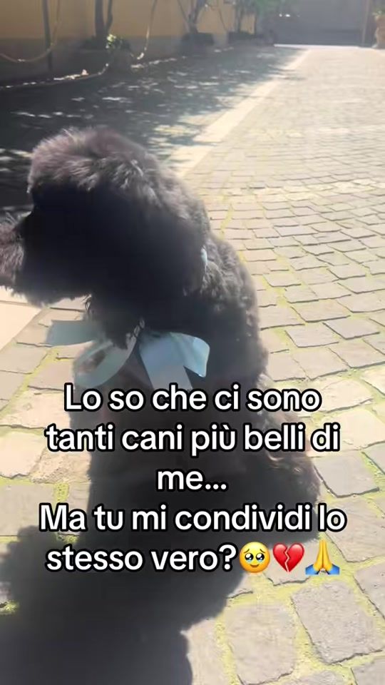 TikTok video thumbnail by maltesetoylilly