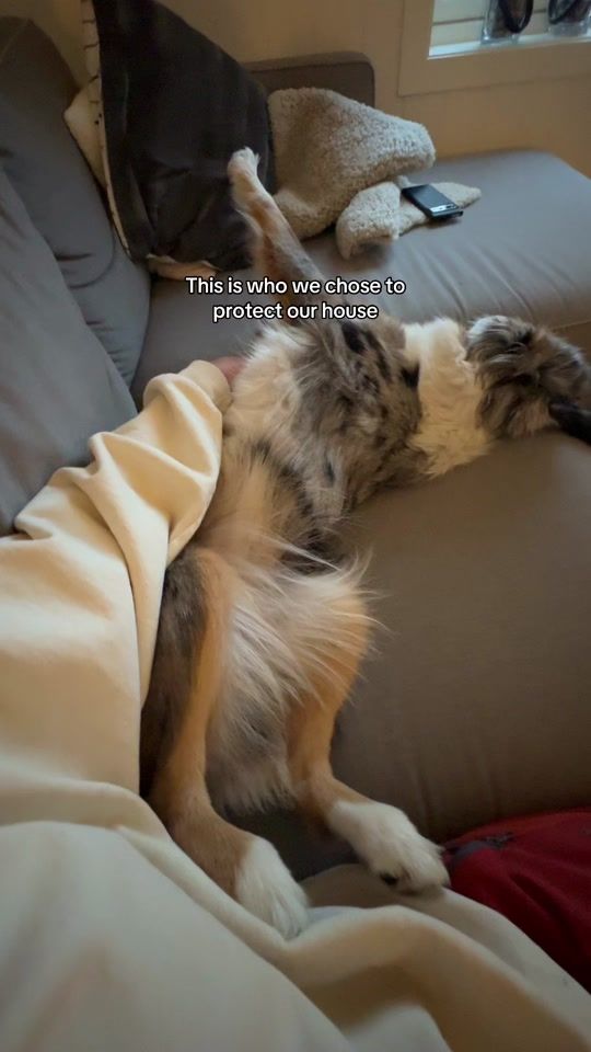 TikTok video thumbnail by kira_theminishepherd