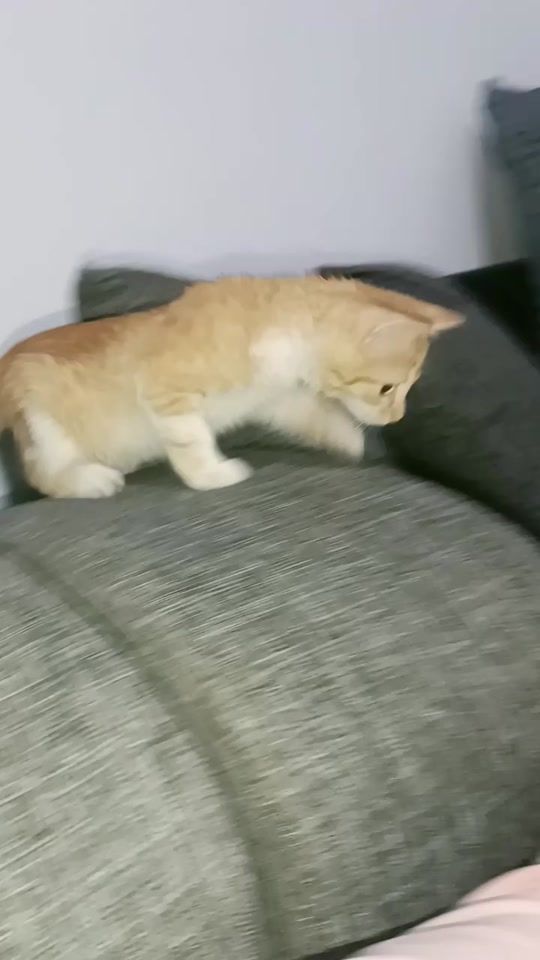 TikTok video thumbnail by saadaatida