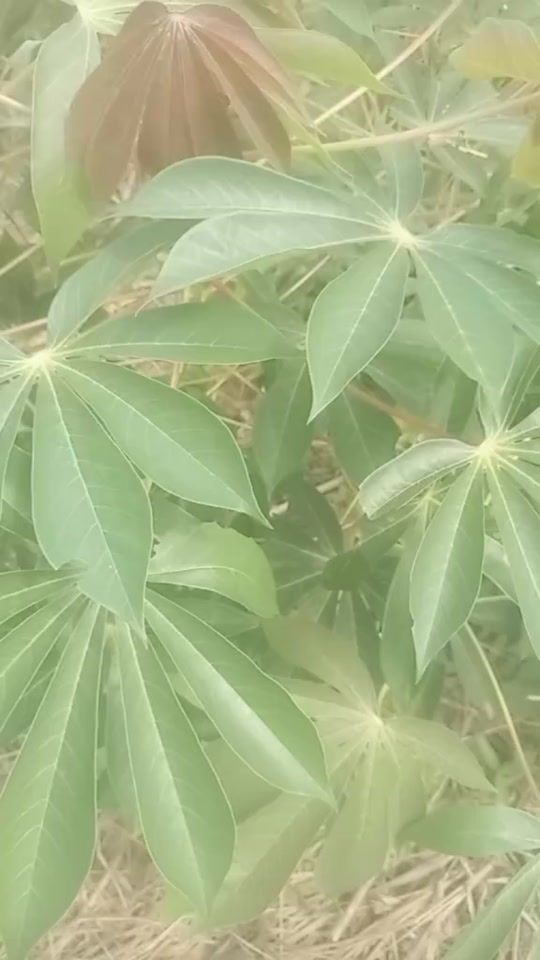 TikTok video thumbnail by voyance.yuu
