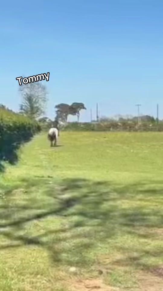 TikTok video thumbnail by ur.local_equestrain