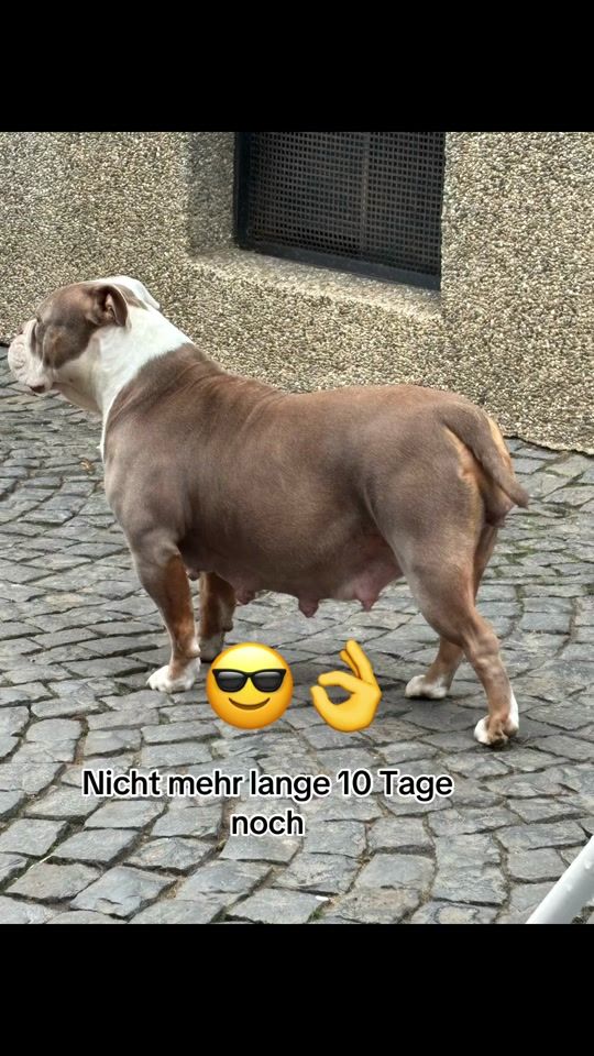 TikTok video thumbnail by teambulldoggen