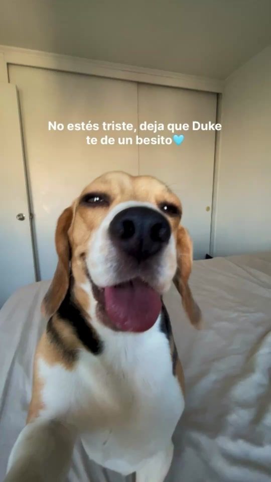 TikTok video thumbnail by dukeelperrooo