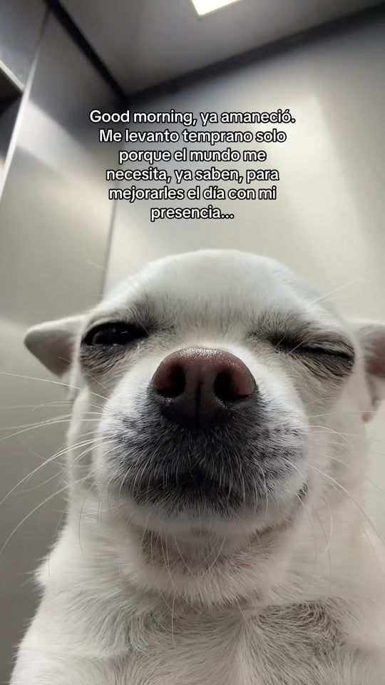 TikTok video thumbnail by stewie.ls