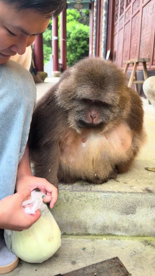 TikTok video thumbnail by xingxing.themonkey