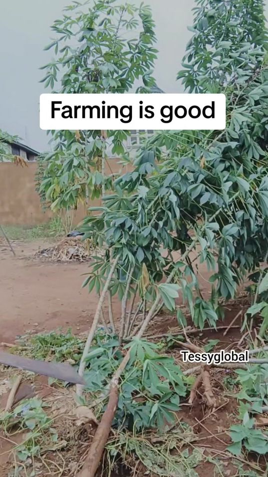 TikTok video thumbnail by tessyglobal3
