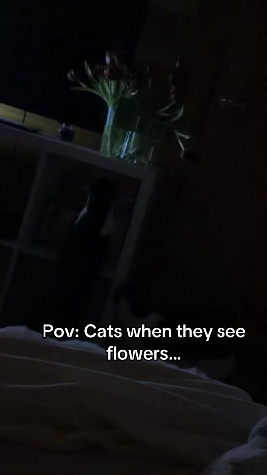 TikTok video thumbnail by metallicat_1