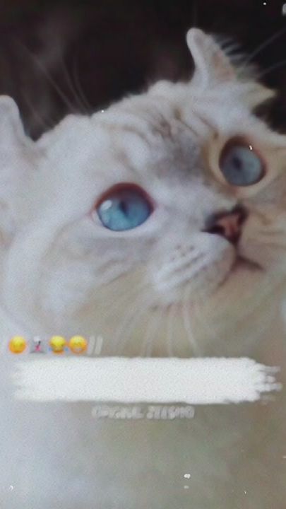 TikTok video thumbnail by original_zeesho