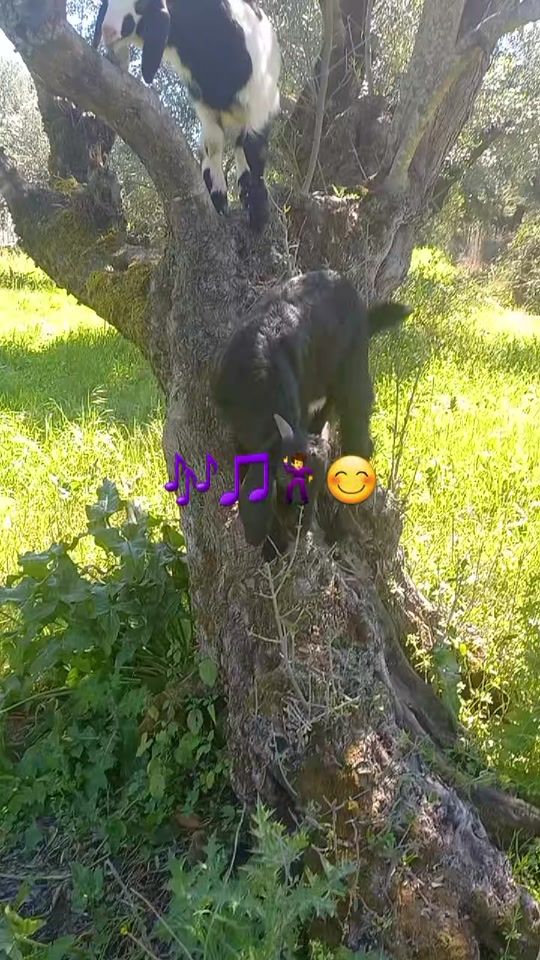 TikTok video thumbnail by cobani_rd1