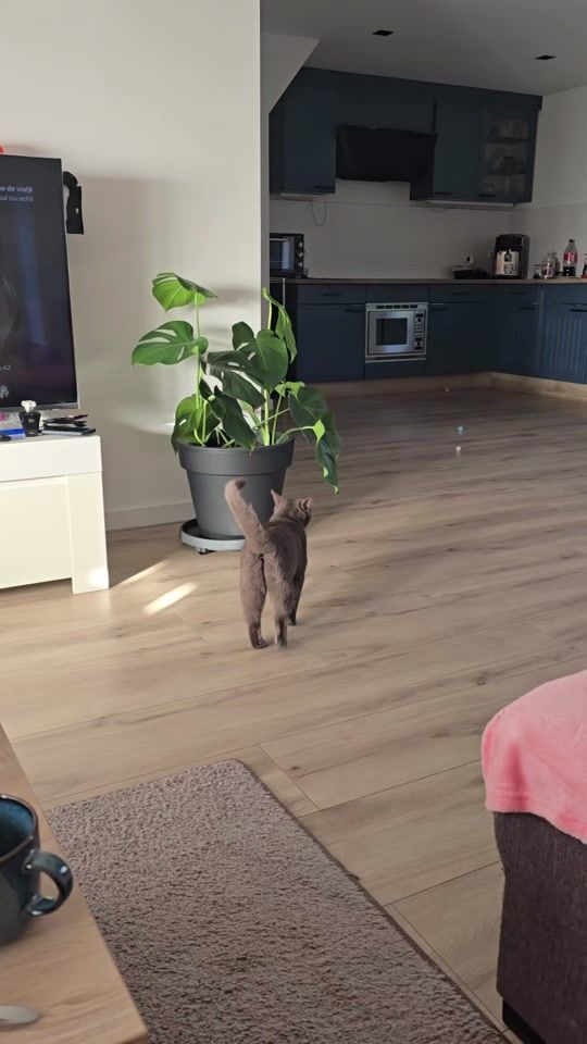 TikTok video thumbnail by ionutt012