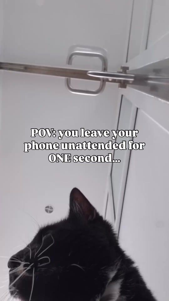 TikTok video thumbnail by national_spca