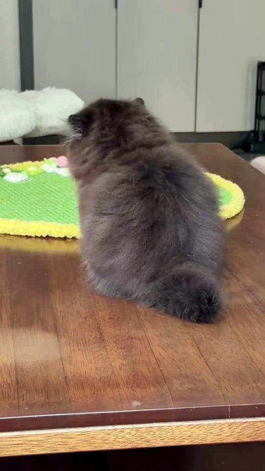 TikTok video thumbnail by petmakers