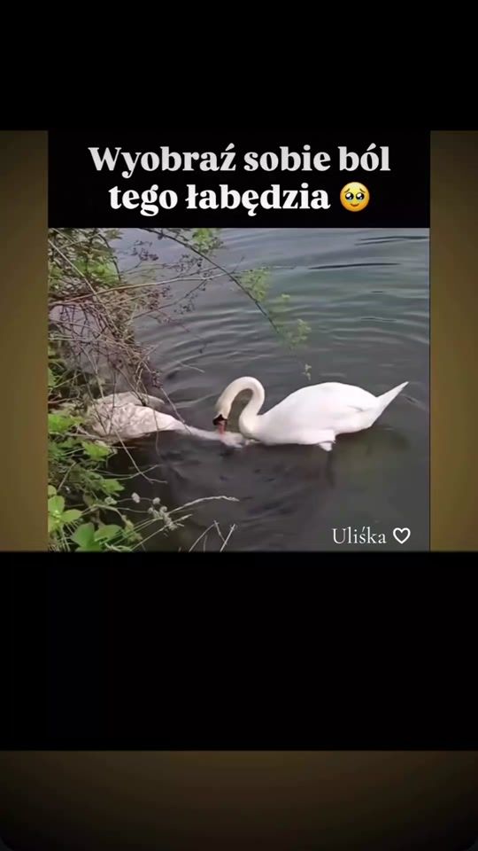 TikTok video thumbnail by urszula.72