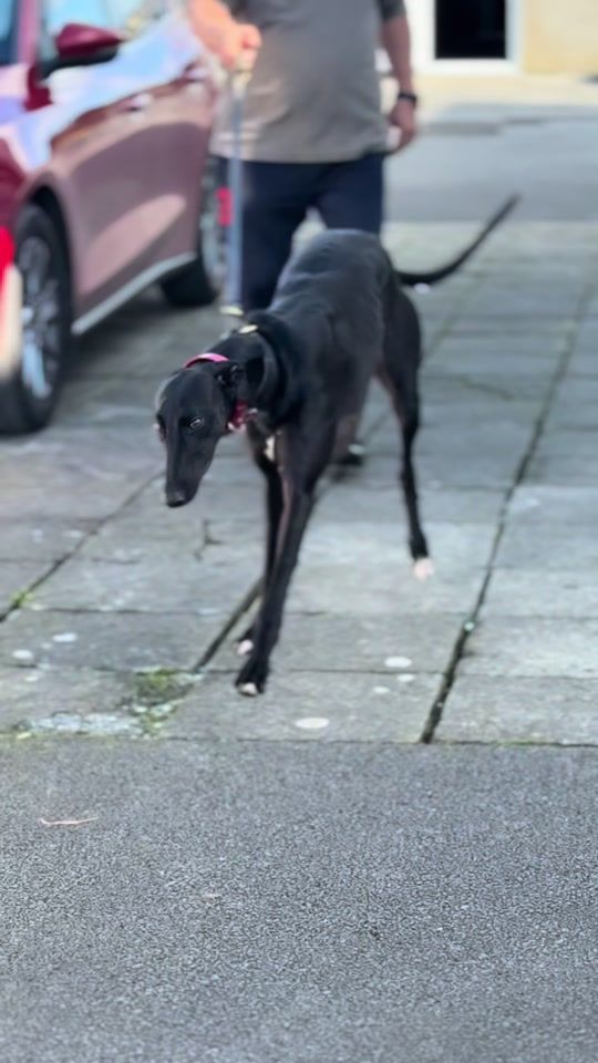 TikTok video thumbnail by riversidekennels